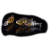 Iron Claw IC DOIYO Supai 105 Crank SPE